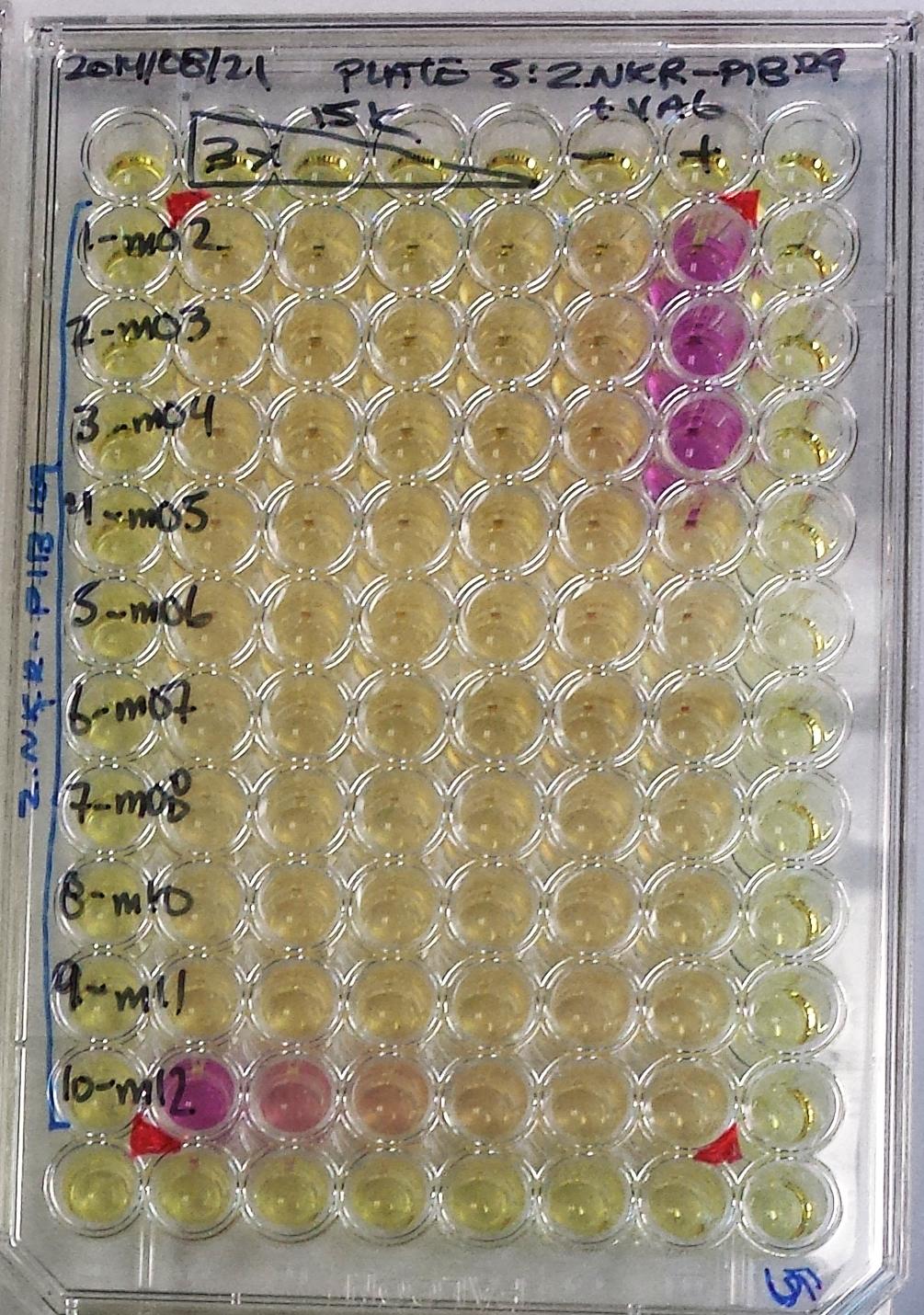 Assays showing the first identification of the viral decoy protein m12 in 2014. The researchers used cells expressing viral immunoevasins, cultured with reporter cells expressing the NK cell receptor. A positive interaction (bottom left, labelled m12) turns the solution from yellow to red. Photo by Oscar Aguilar.