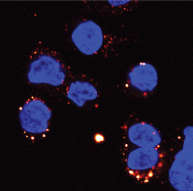 Endothelial cells transfer capsules (labelled with red dye) through a porous membrane to monocytes (shown in blue).  