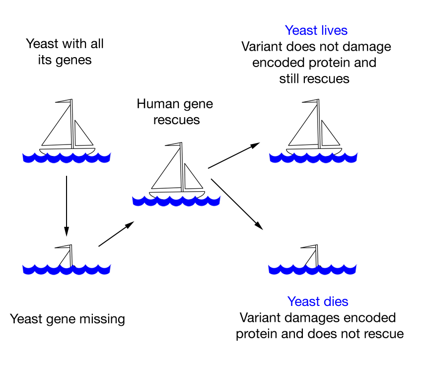 Diagram of ship shows the basic concept of testing human gene variants in yeast