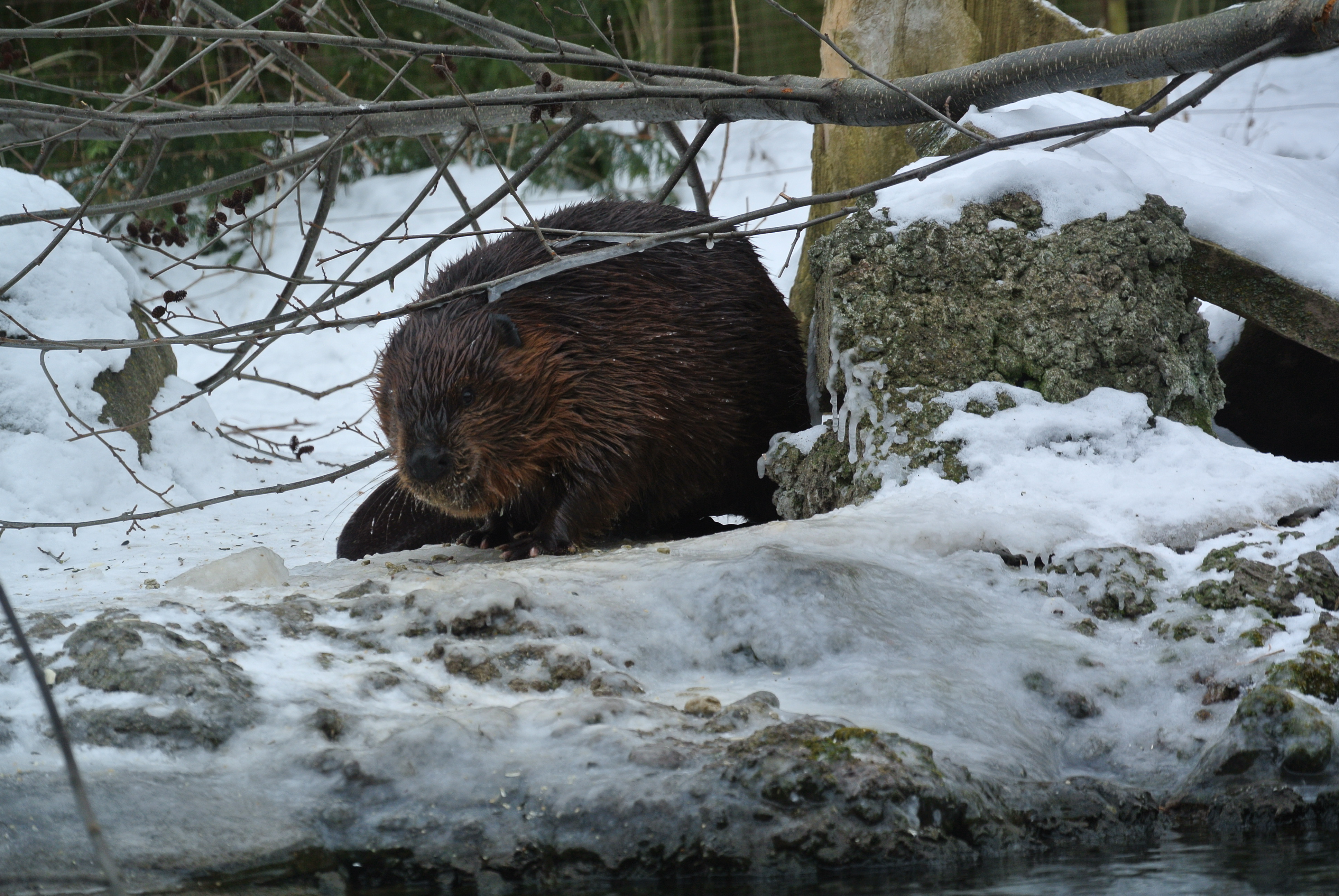 Ward the beaver