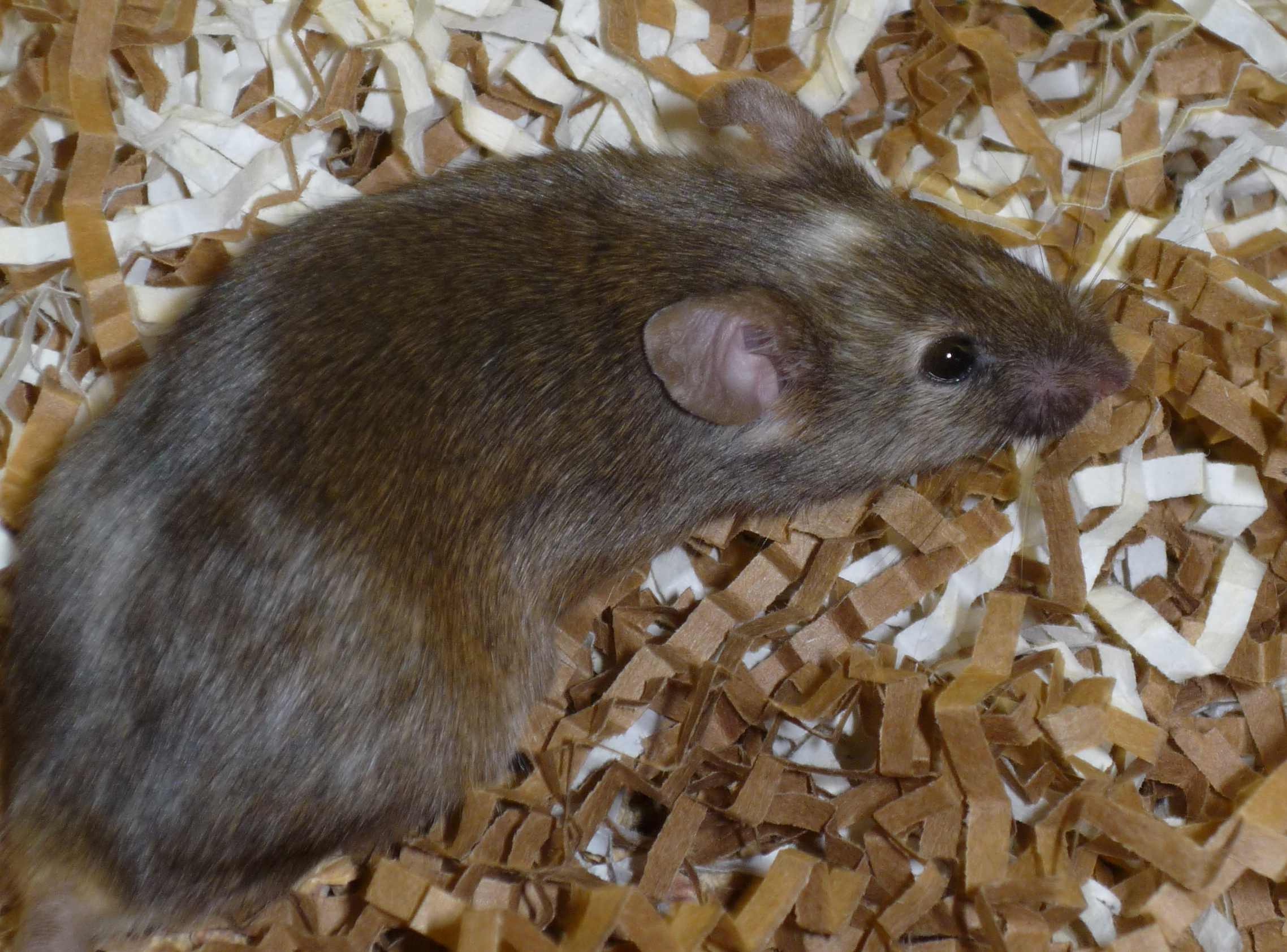 nSR100 mutant mouse. Reducing nSR100 protein levels by half was enough to trigger autistic-like behaviour. 