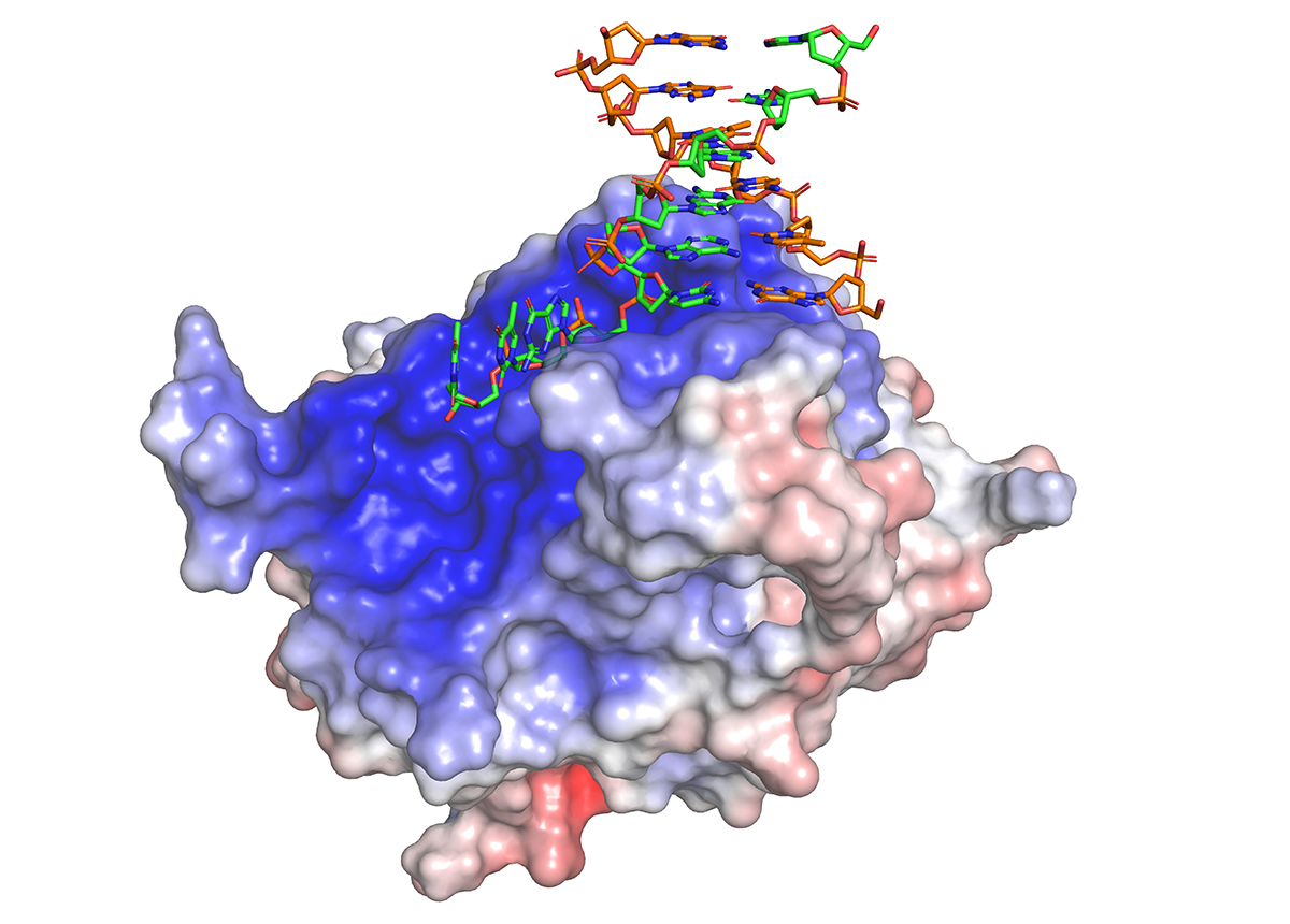 Crystal structure of HMCES in complex with 3’ overhang DNA in green and orange (PDB ID: 6OEB)
