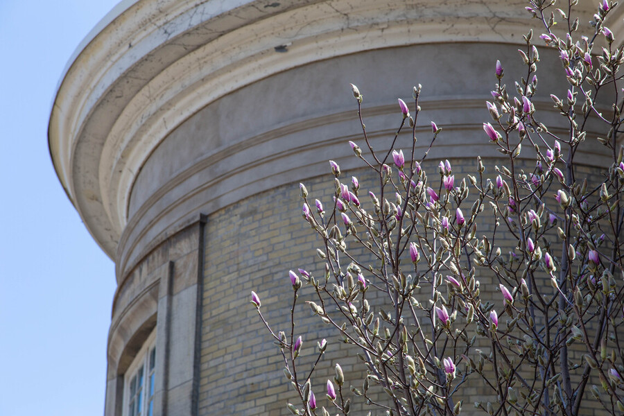 A tree with budding flowers in the foreground of Convocation Hall